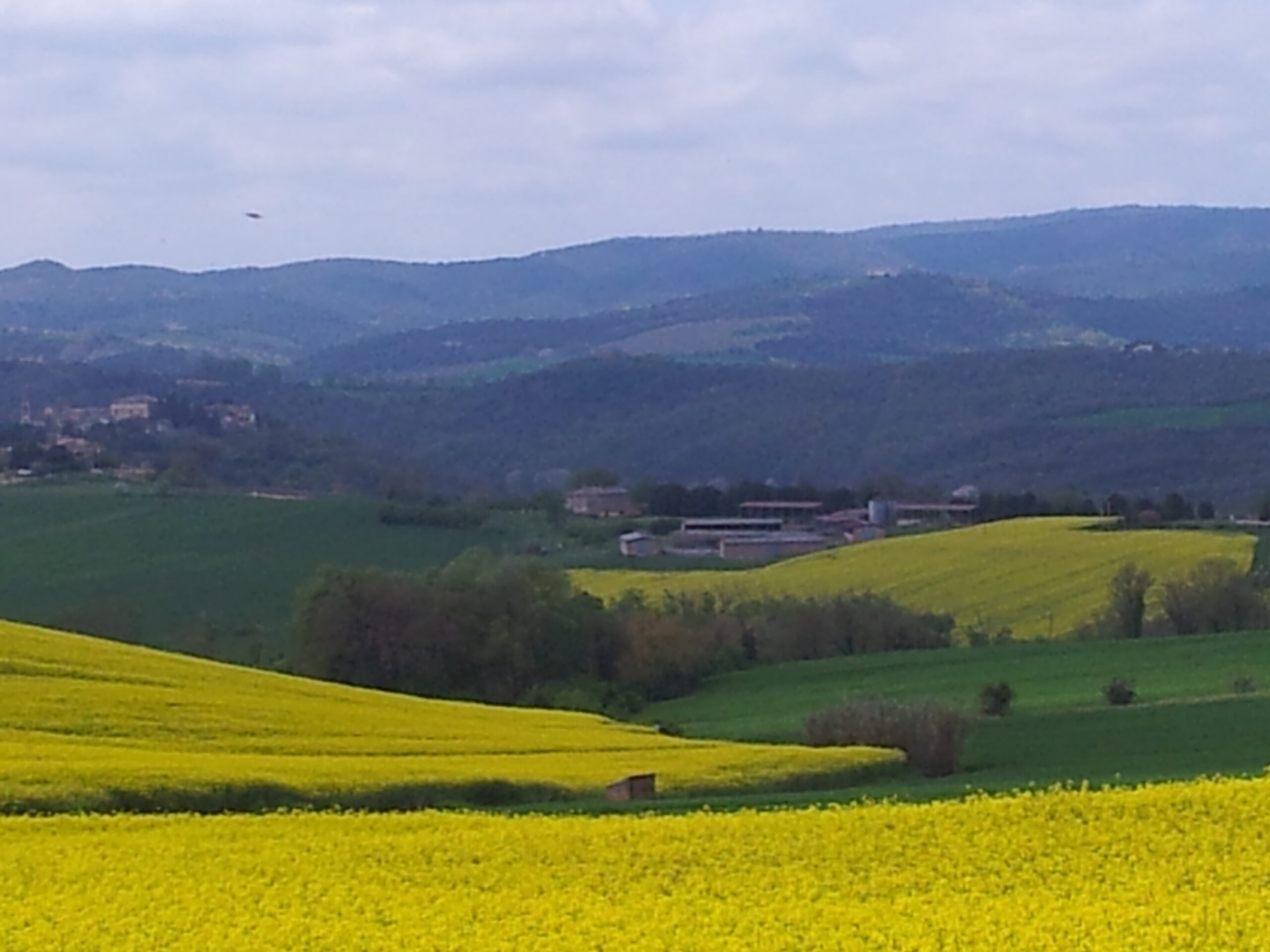 Campi di Colza