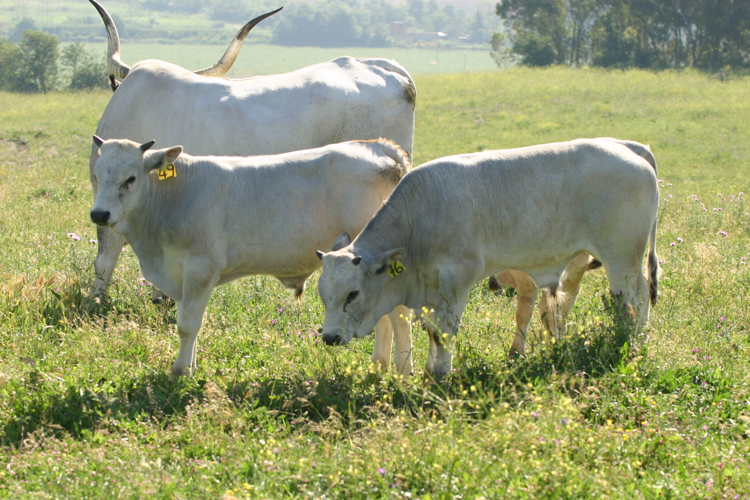 Bovini al pascolo in un prato verde