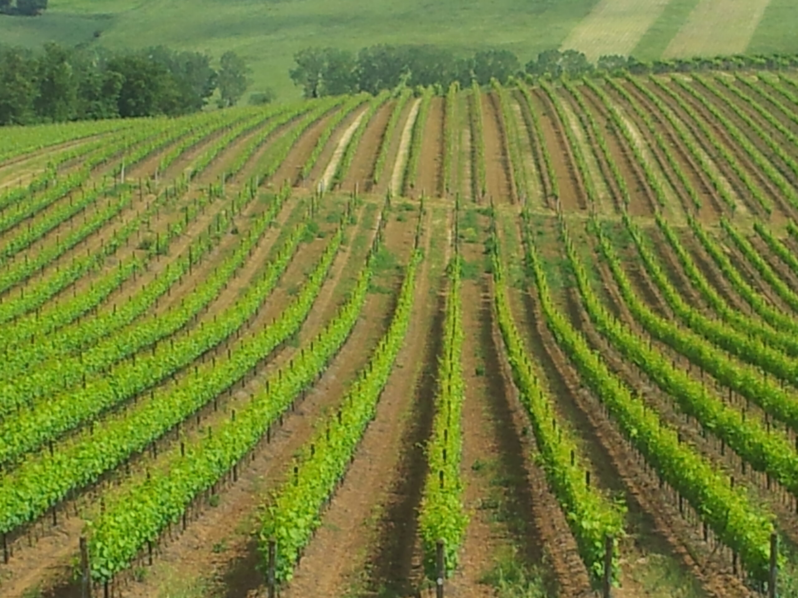 Campo di viti con file ordinate di colture in crescita